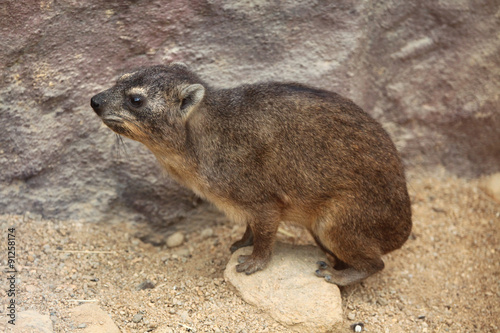 Rock hyrax (Procavia capensis).