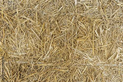 closeup dry grass