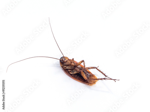 Dead cockroach © pkanchana