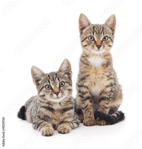 Fototapeta Naklejka Na Ścianę i Meble -  Two kittens.