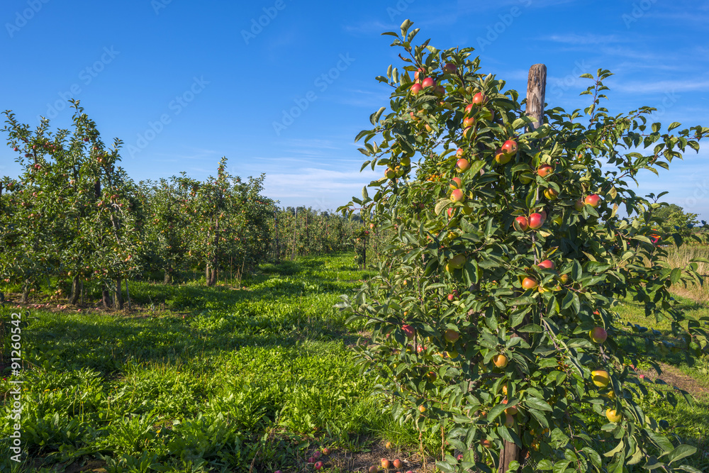 Orchard with apple trees in a field in summer