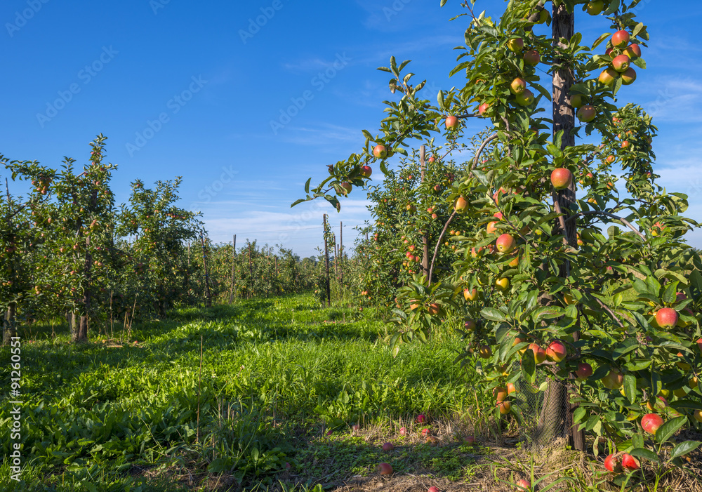Fototapeta premium Orchard with apple trees in a field in summer