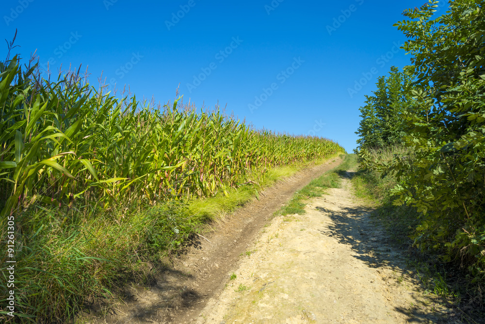 Corn growing in a field in summer Corn growing in a field in summer