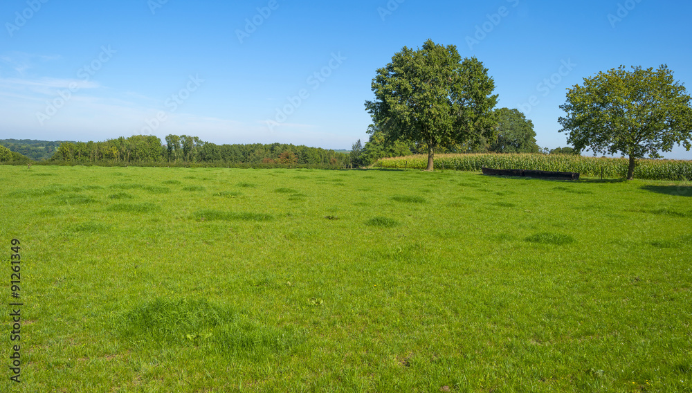 Trees in a sunny meadow in summer Trees in a sunny meadow in summer