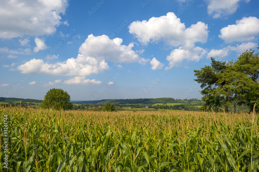 Corn growing in a field in summer Corn growing in a field in summer