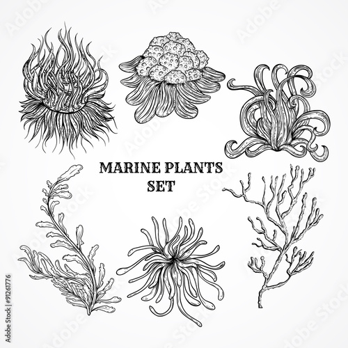 Collection of marine plants, leaves and seaweed. Vintage set of black and white hand drawn marine flora. Isolated vector illustration in line art style.Design for summer beach, decorations.