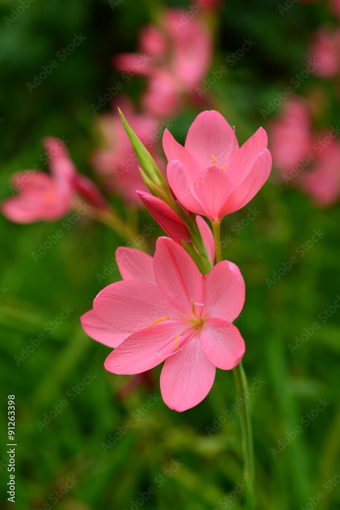 Schizostylis Coccinea, 'Sunrise'. U.K. Macro image of small pink flowers the size of a Crocus. Schizostylis Coccinea, 'Sunrise'. U.K. Macro image of small pink flowers the size of a Crocus.