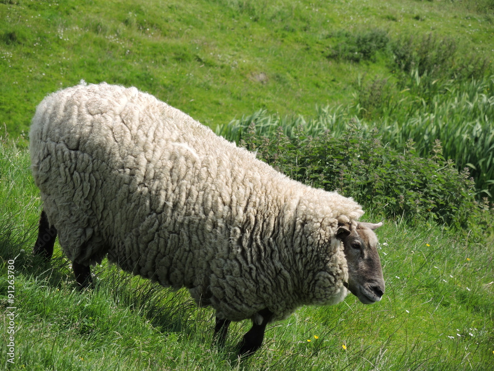 Obraz premium Gros Mouton écossais