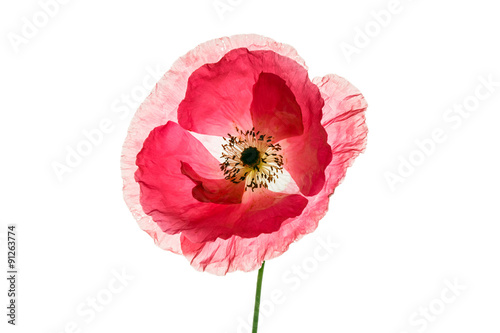 Fototapeta Naklejka Na Ścianę i Meble -  poppy isolated on the white