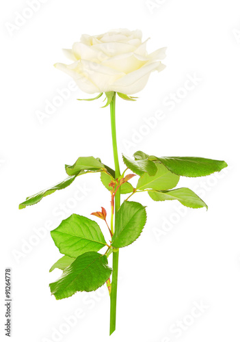 White Rose Flower © Petr Malyshev