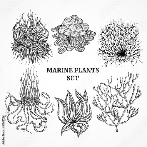 Collection of marine plants, leaves and seaweed. Vintage set of black and white hand drawn marine flora. Isolated vector illustration in line art style.Design for summer beach, decorations.