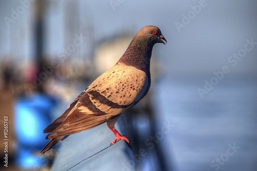 Photography Pigeon on a pier