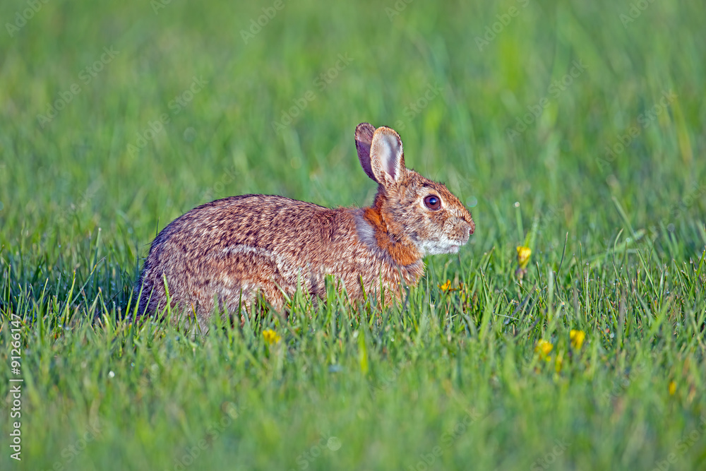 Fototapeta premium A Young Cottontail Rabbit in the grass