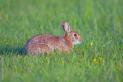A Young Cottontail Rabbit in the grass © Brian E Kushner