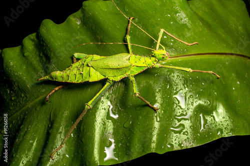 Jungle Nymph stick insect