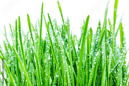 green shoots of spring grass in water drops macro lens shot
