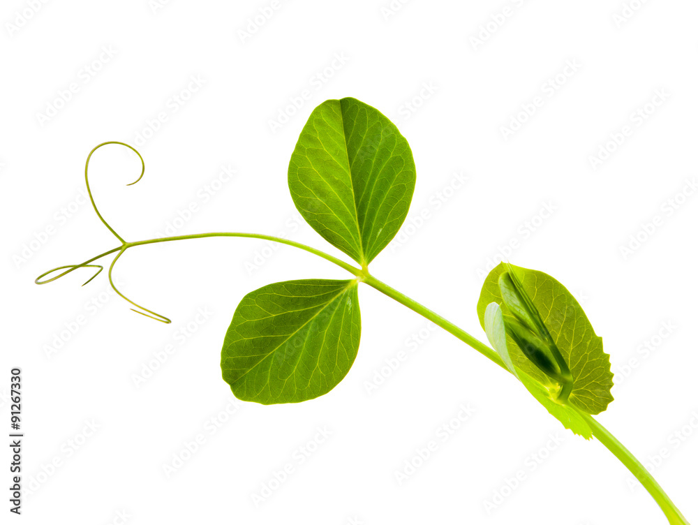 Fototapeta premium young green shoots of peas in the terra-cotta pot isolated on white background