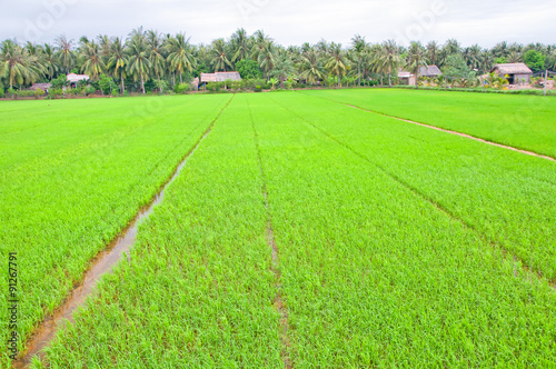 Green rice fieldd, Mekong Delta, Vietnam