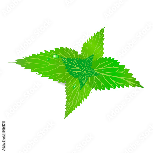 The nettle with leaves, a green grass, burning leaves,  white color, green color, has curative properties, weeds, a garden nettle, a bunch of leaves, wild botany, causes a burn