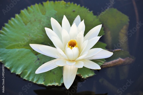 white water lily © Prathaan