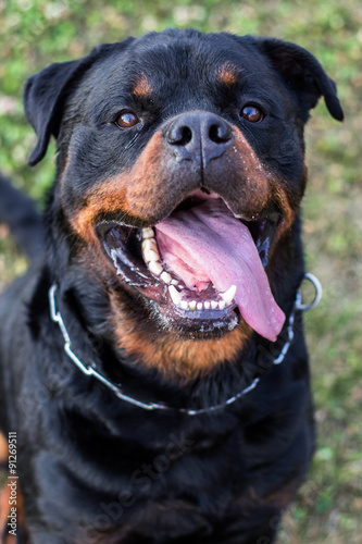 Rottweiler Dog portrait