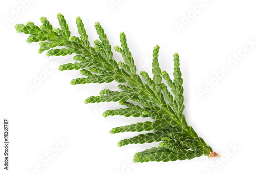 Closeup of green twig of thuja the cypress family on white background photo