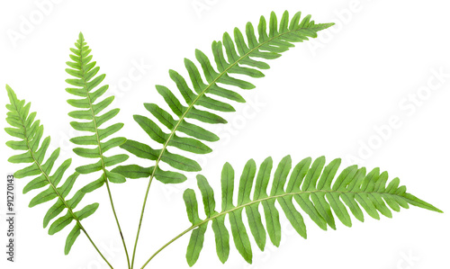 Close up frond leaf fern isolated on white background in macro lens shooting