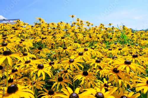 Rudbeckia bush field