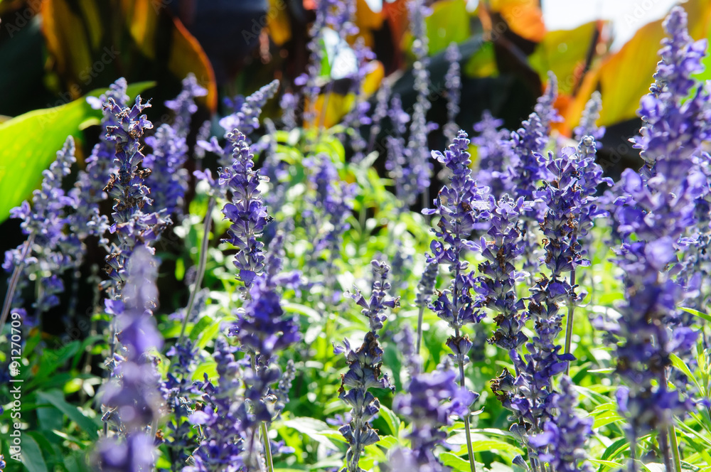 Fototapeta premium Salvia bush