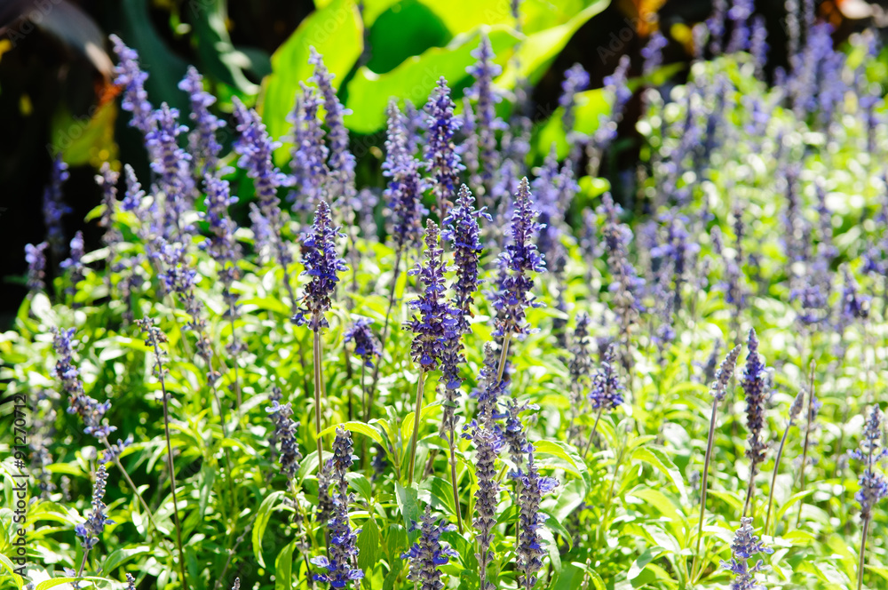 Obraz premium Salvia bush