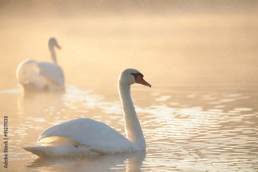 Naklejka premium Swan at dawn