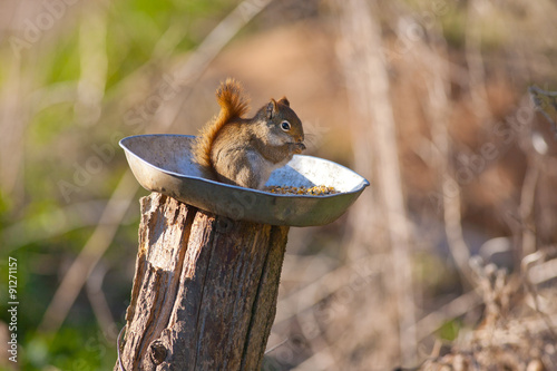 Squirrel eating outdoors © roxxyphotos