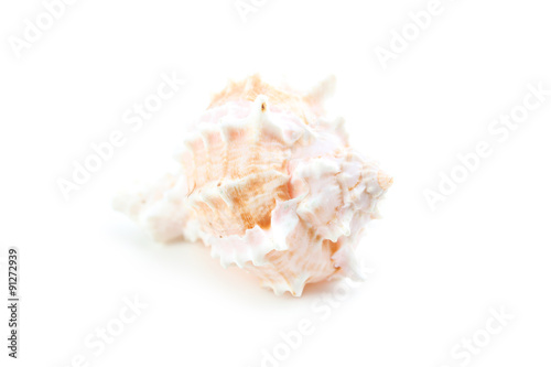 Sea shell isolated on a white