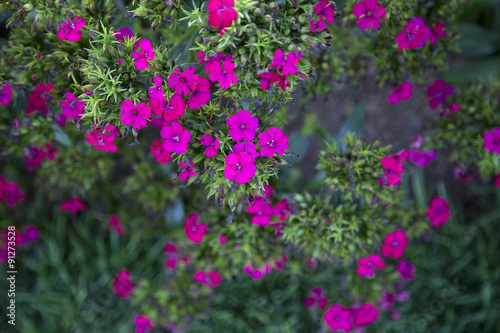 Dianthus - Jolt Cherry
