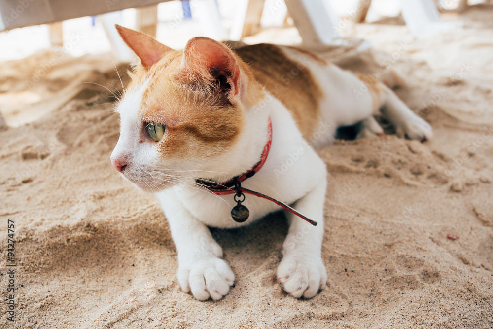 Cat lying on beach and looking at somewhere