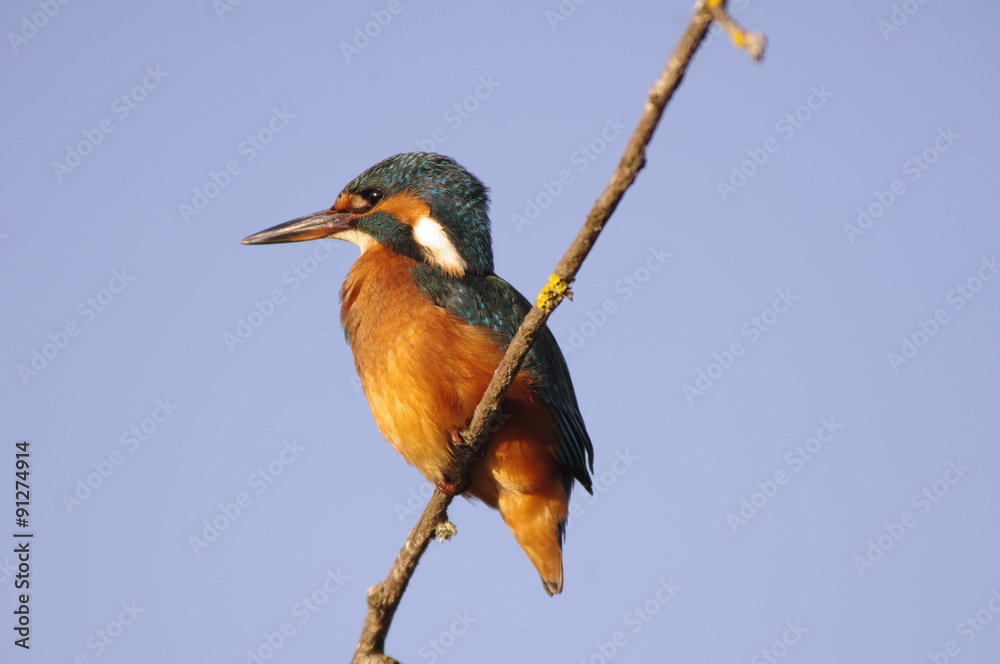 Fototapeta premium Martin-pêcheur sur fond de ciel bleu 4
