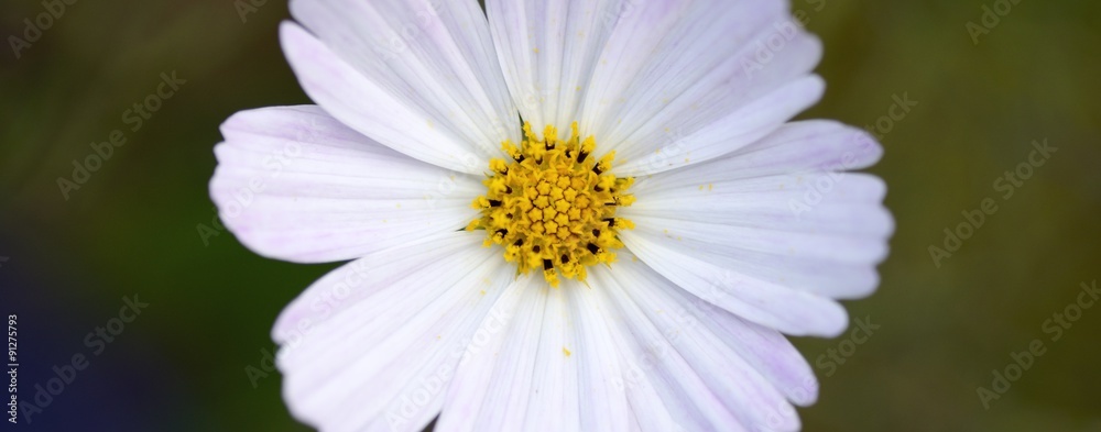 Obraz premium white and yellow flower