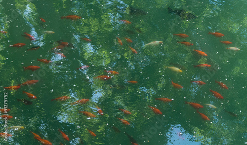 Photography Poissons rouges