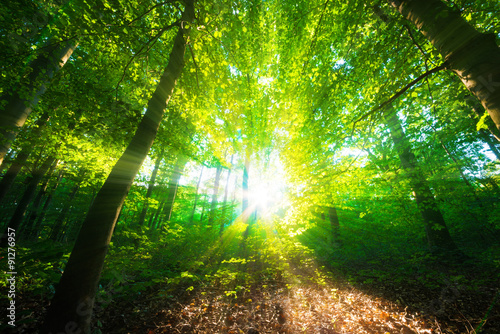 Wald mit Sonnenstrahlen © Günter Albers
