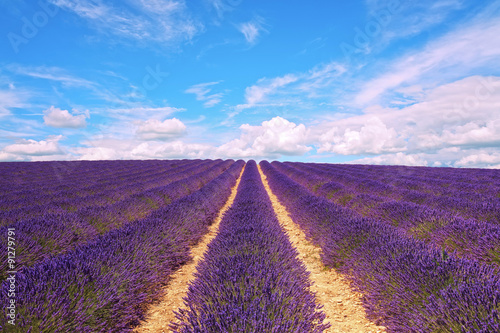 Lavender flowers blooming field and cloudy sky. Valensole  Prove