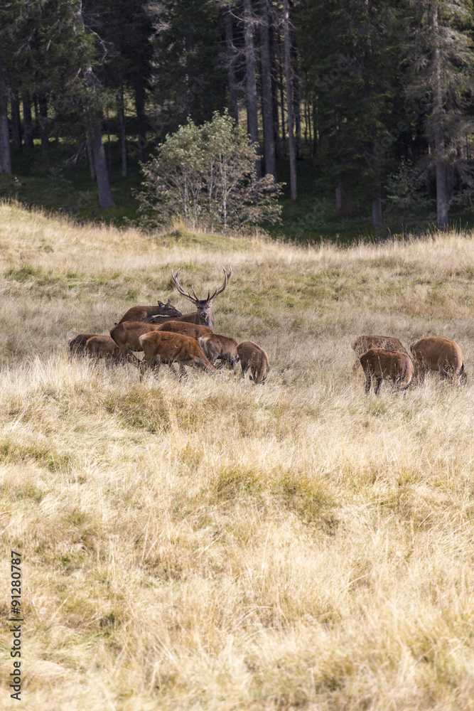 deers family deers family