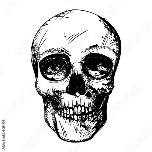 Vector Illustration of a Black and White Human Skull Drawing