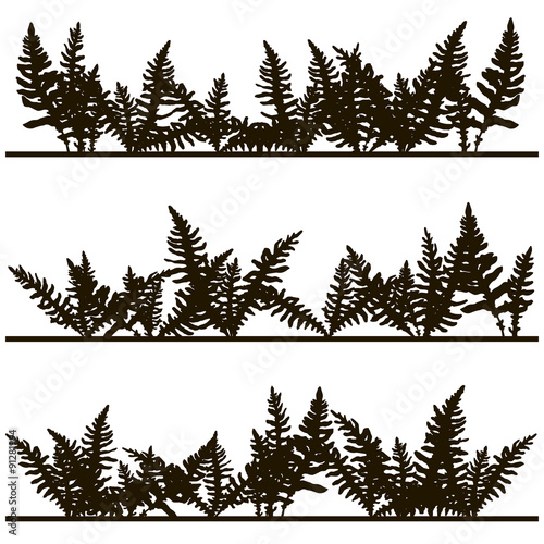 Set of ink drawing fern leaves