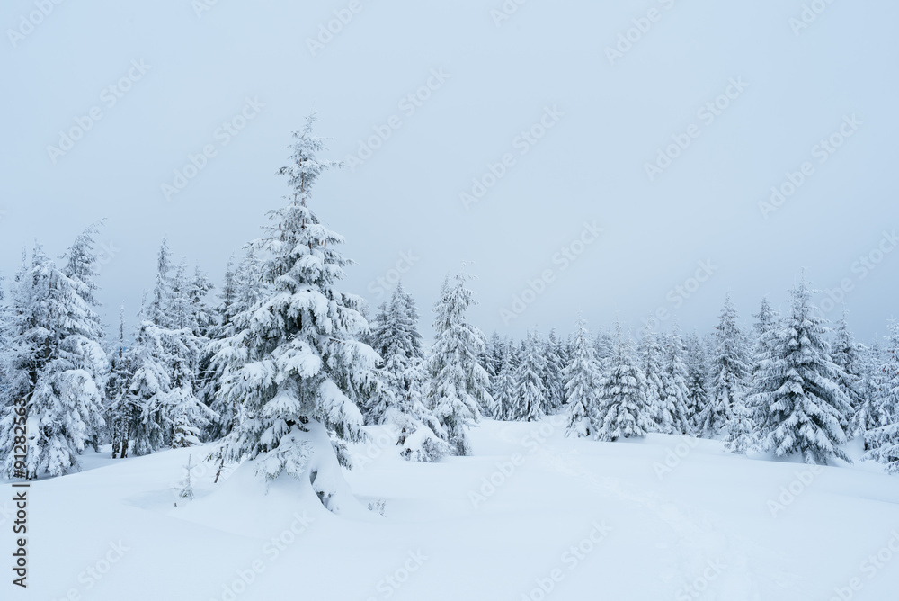 Obraz premium Fir forest in mountains