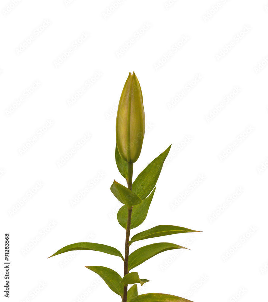 The branch of lilies on a white background isolated The branch of lilies on a white background isolated