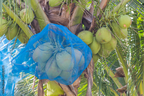 fresh coconut on tree photo