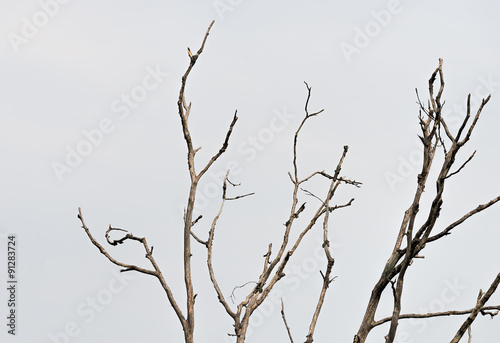 Dead tree branches