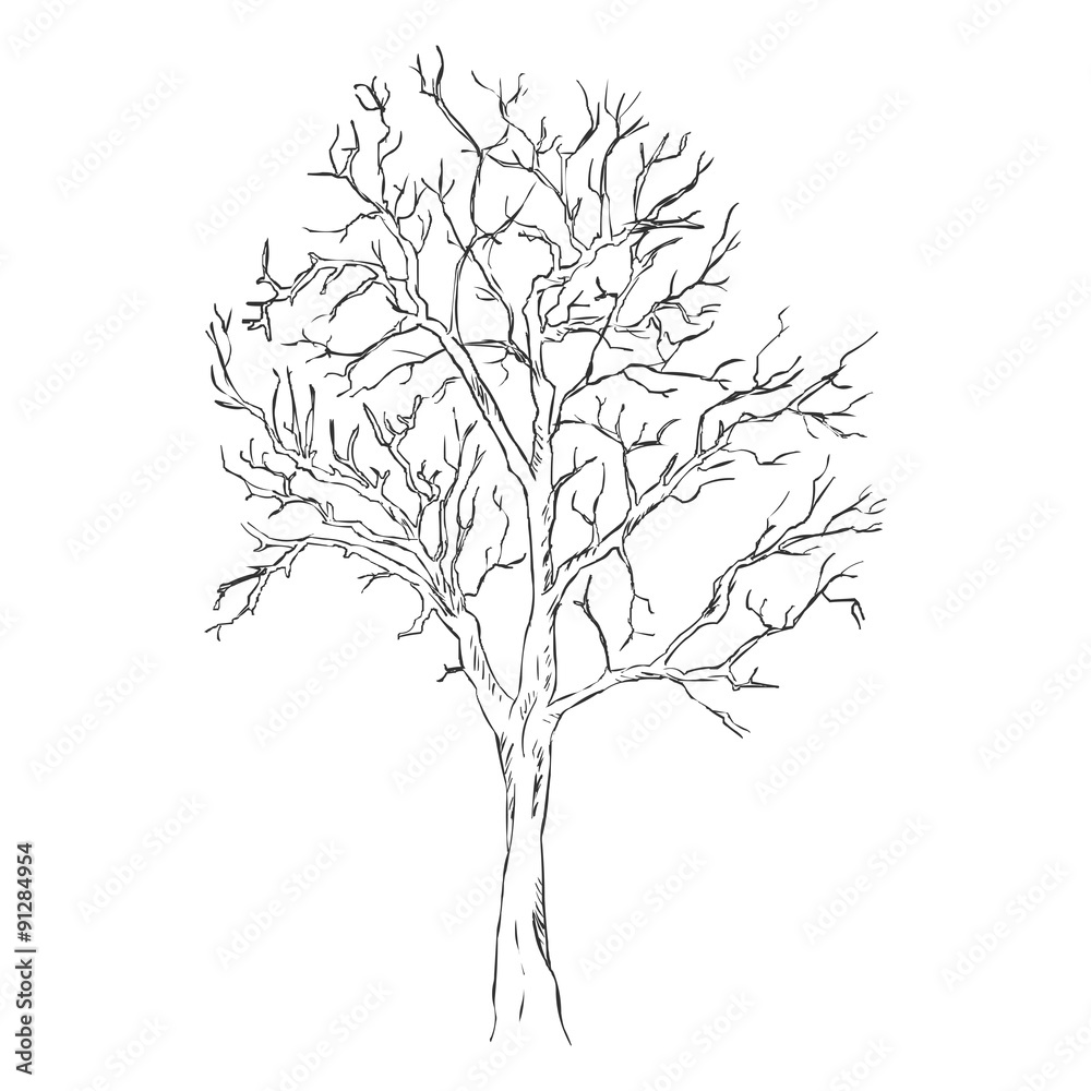 Vector Single Sketch Bare Tree