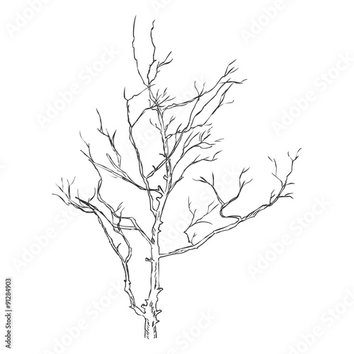 Vector Single Sketch Bare Tree