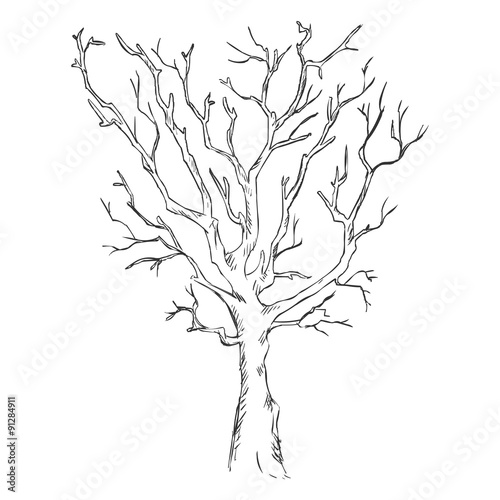 Vector Single Sketch Bare Tree